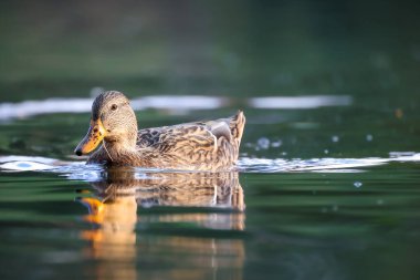 2024 gölündeki ördekler