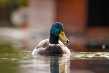 2024 gölündeki ördekler