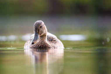 2024 gölündeki ördekler