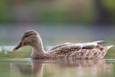 2024 gölündeki ördekler