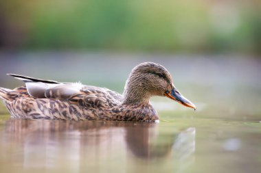2024 gölündeki ördekler