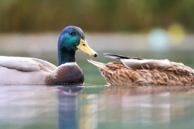 2024 gölündeki ördekler