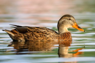 2024 gölündeki ördekler