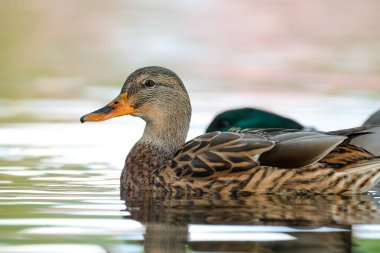 2024 gölündeki ördekler