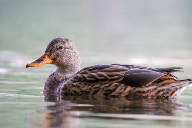 2024 gölündeki ördekler