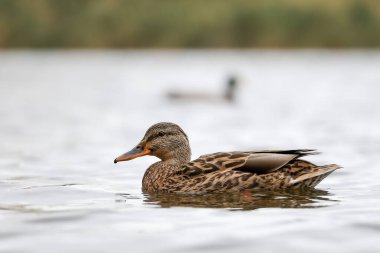 2024 gölündeki ördekler