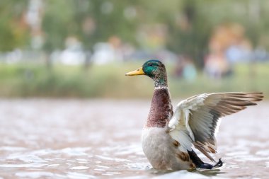 2024 gölündeki ördekler