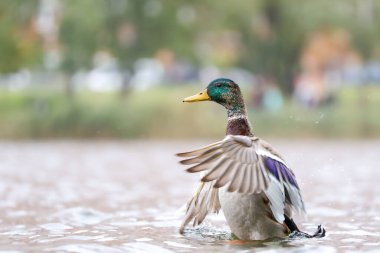 2024 gölündeki ördekler