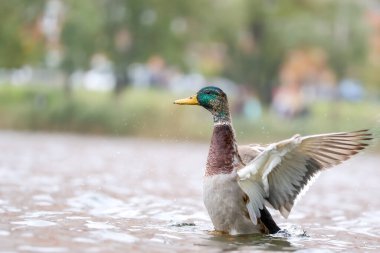 2024 gölündeki ördekler