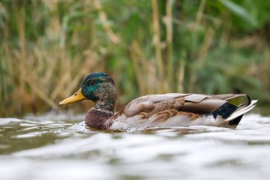 2024 gölündeki ördekler