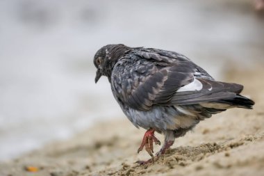 2024 gölündeki ördekler