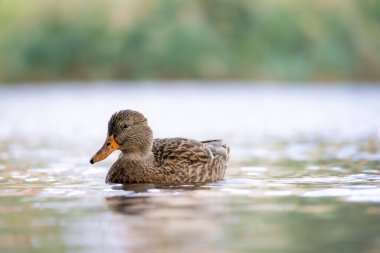 2024 gölündeki ördekler