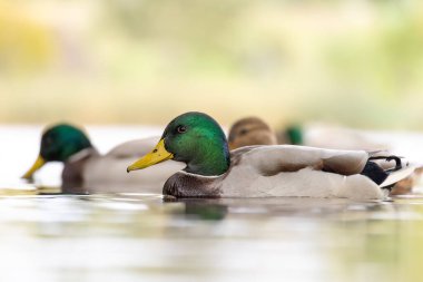 2024 gölündeki ördekler