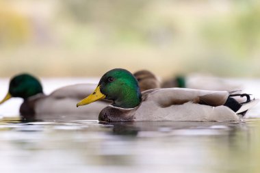 2024 gölündeki ördekler