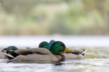 2024 gölündeki ördekler