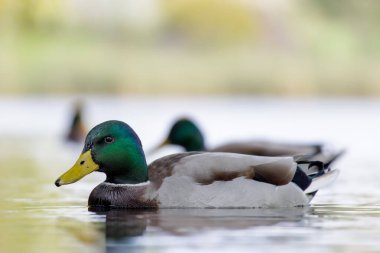 2024 gölündeki ördekler