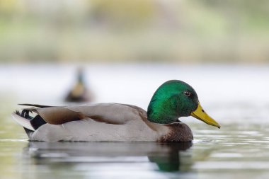 2024 gölündeki ördekler