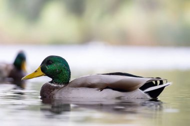 2024 gölündeki ördekler