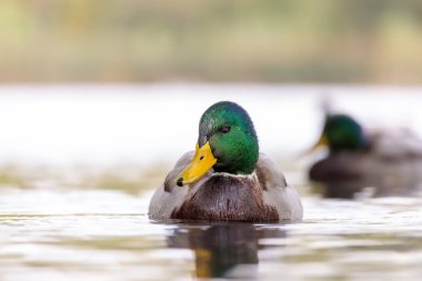 2024 gölündeki ördekler