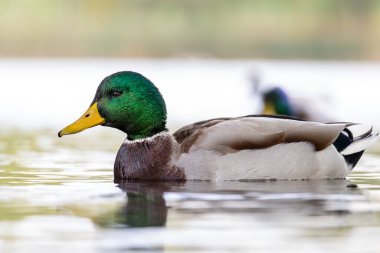 2024 gölündeki ördekler