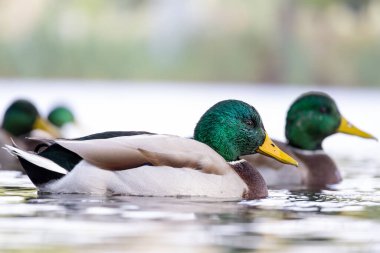 2024 gölündeki ördekler