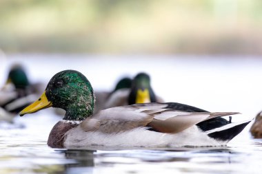 2024 gölündeki ördekler