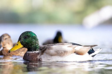 2024 gölündeki ördekler