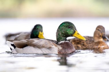 2024 gölündeki ördekler