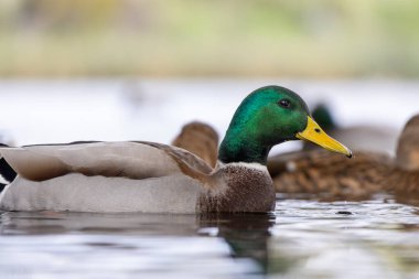 2024 gölündeki ördekler