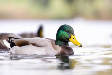 2024 gölündeki ördekler
