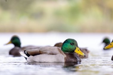 2024 gölündeki ördekler