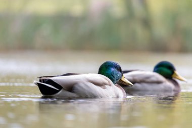 2024 gölündeki ördekler