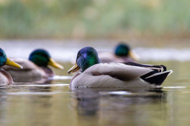 2024 gölündeki ördekler