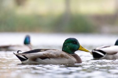 2024 gölündeki ördekler