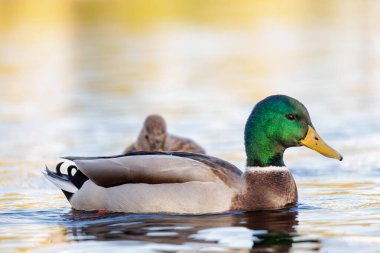 2024 gölündeki ördekler