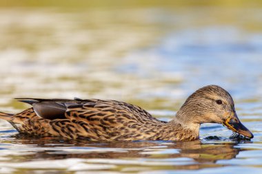 2024 gölündeki ördekler