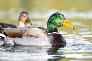 2024 gölündeki ördekler