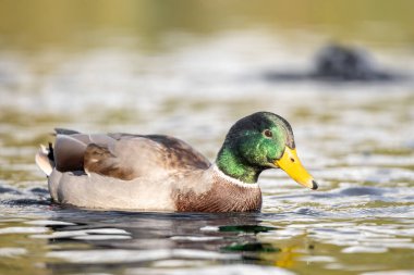 2024 gölündeki ördekler
