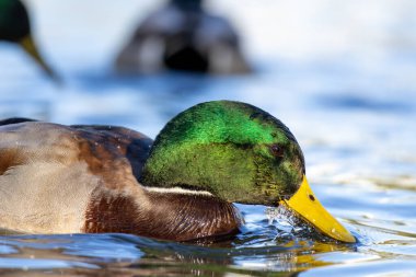 2024 gölündeki ördekler