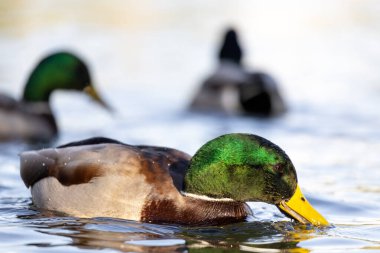 2024 gölündeki ördekler