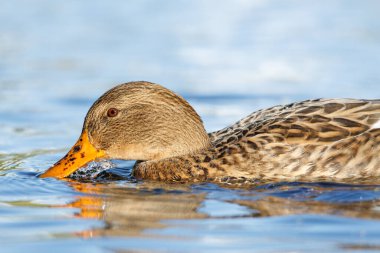 2024 gölündeki ördekler