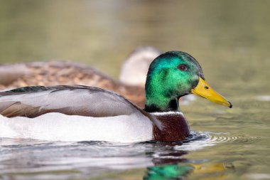 2024 gölündeki ördekler