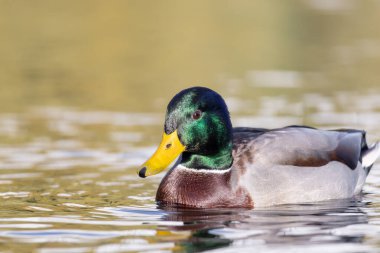 2024 gölündeki ördekler