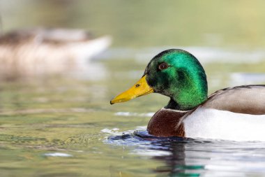 2024 gölündeki ördekler