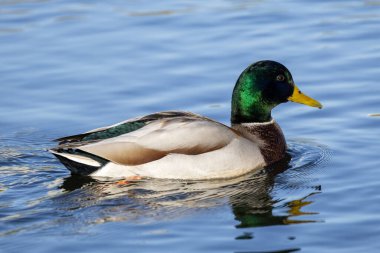 2024 gölündeki ördekler