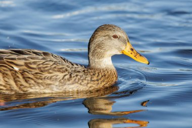 2024 gölündeki ördekler