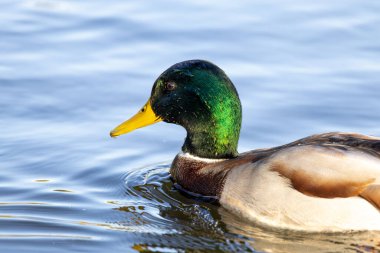 2024 gölündeki ördekler