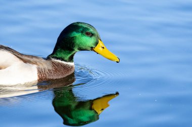 2024 gölündeki ördekler