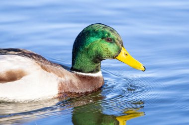 2024 gölündeki ördekler