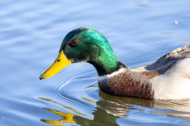 2024 gölündeki ördekler